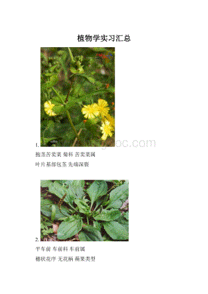 植物学实习汇总.docx