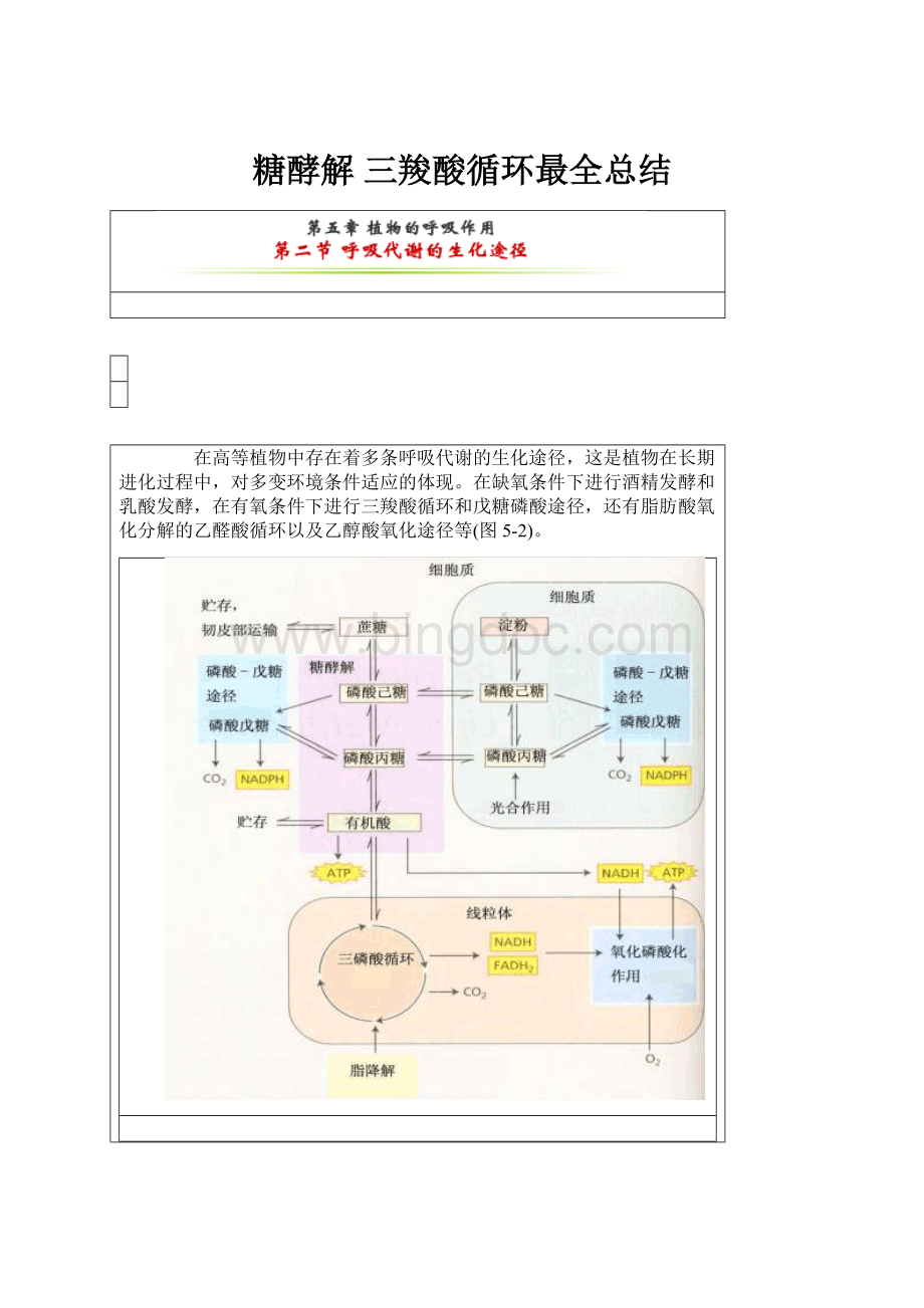 糖酵解 三羧酸循环最全总结.docx