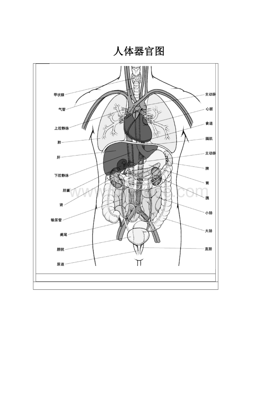 人体器官图.docx