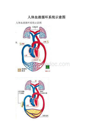 人体血液循环系统示意图.docx