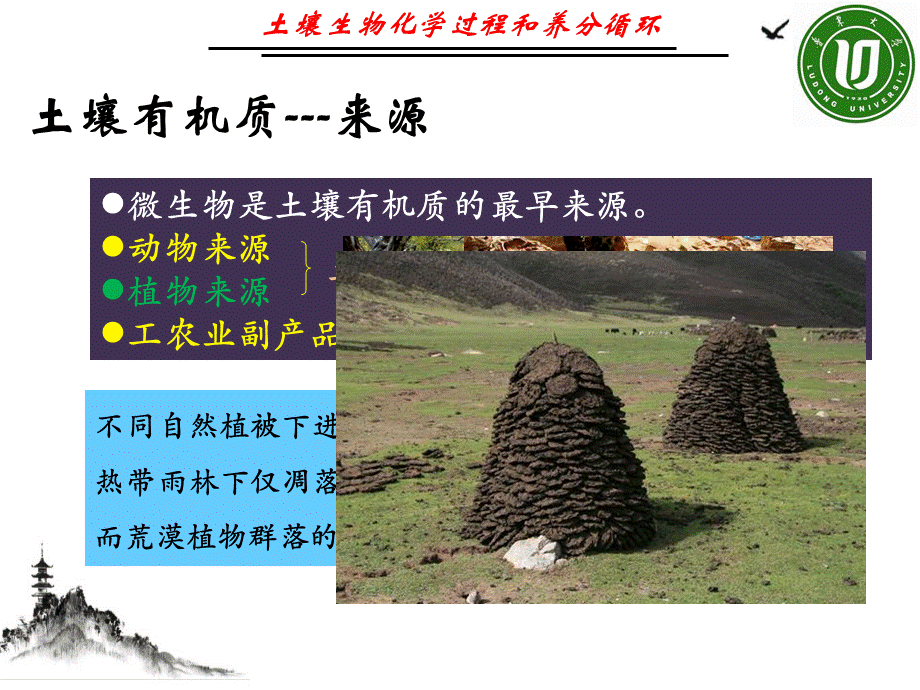 土壤生物化学过程与养分循环课件PPT.ppt_第3页