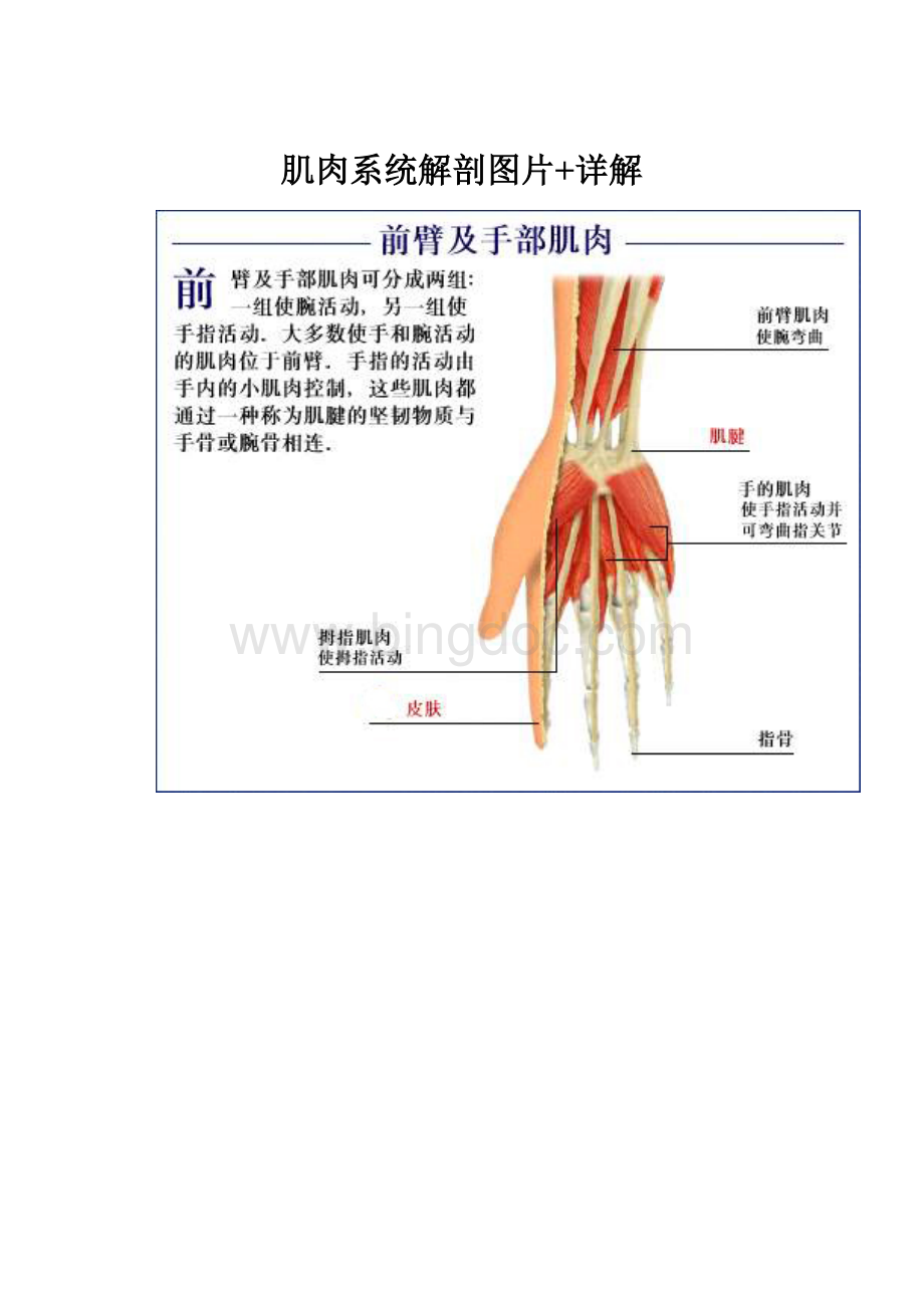 肌肉系统解剖图片+详解.docx_第1页
