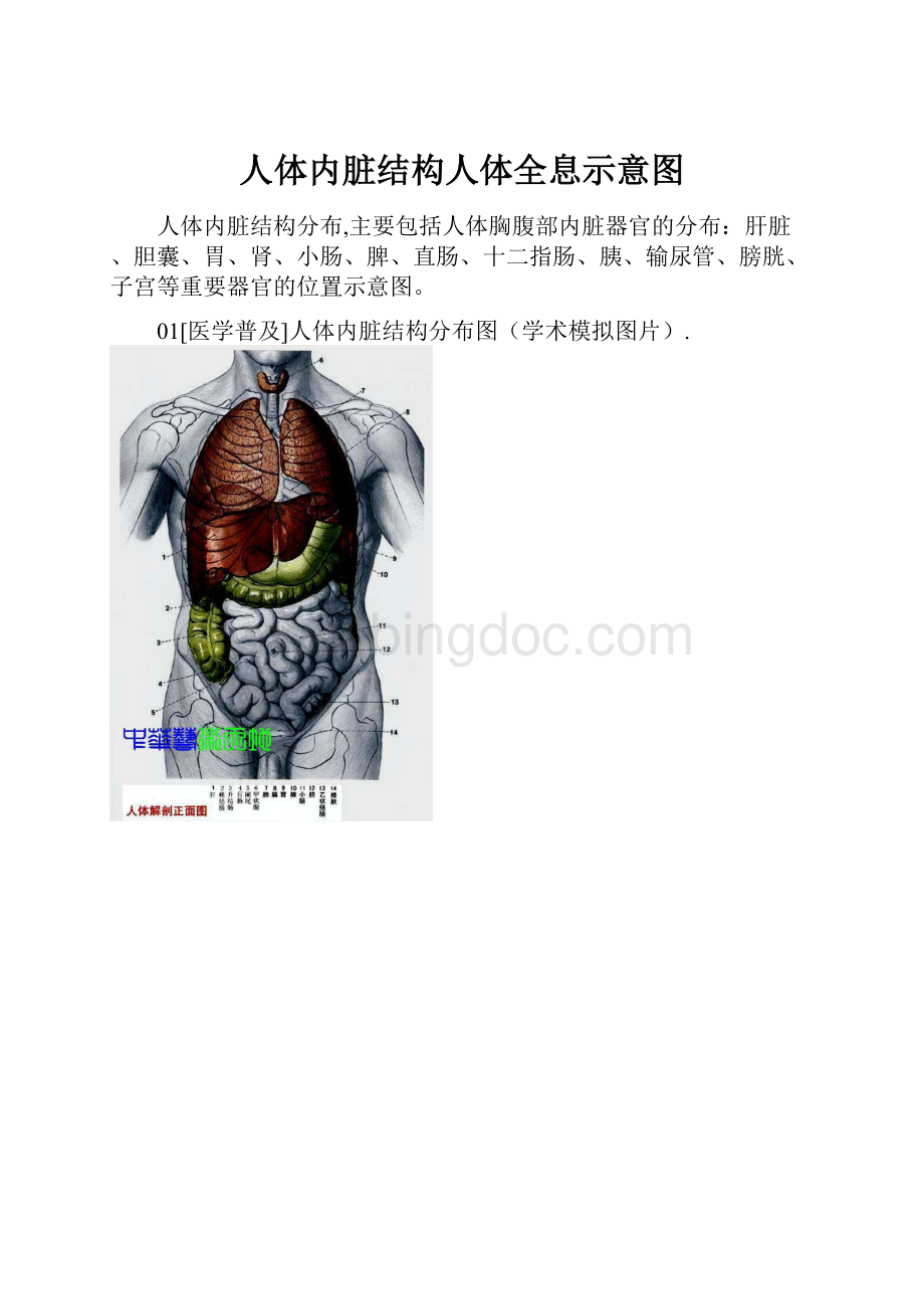 人体内脏结构人体全息示意图.docx_第1页