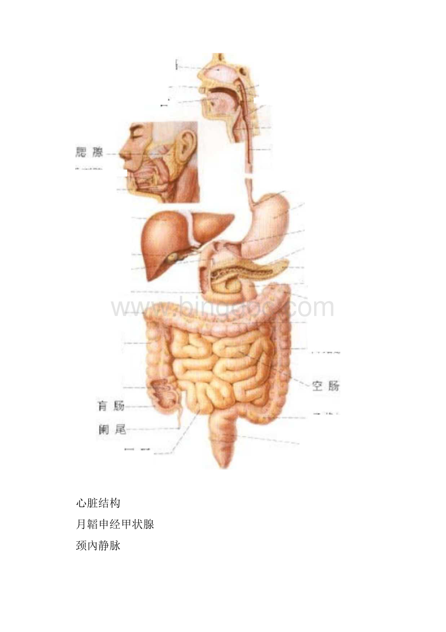 史上最全的人体结构图中文.docx_第2页