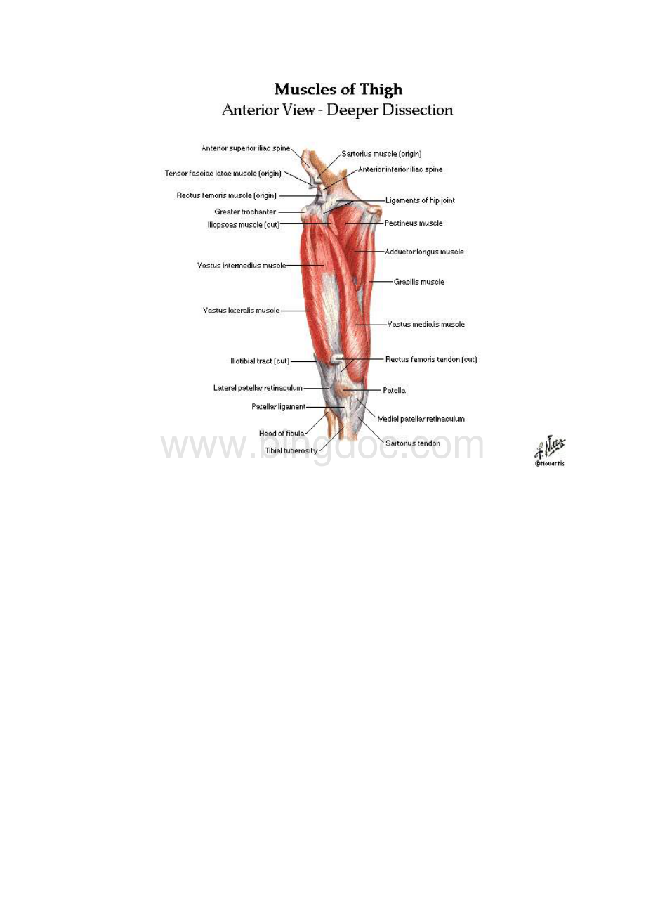 生物教学常用图片医学图谱.docx_第3页