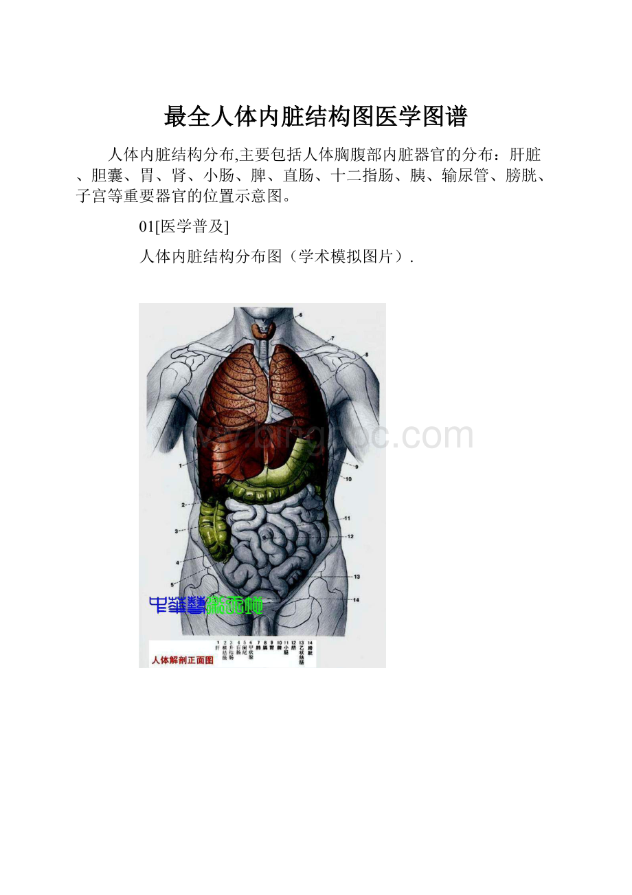 最全人体内脏结构图医学图谱.docx_第1页