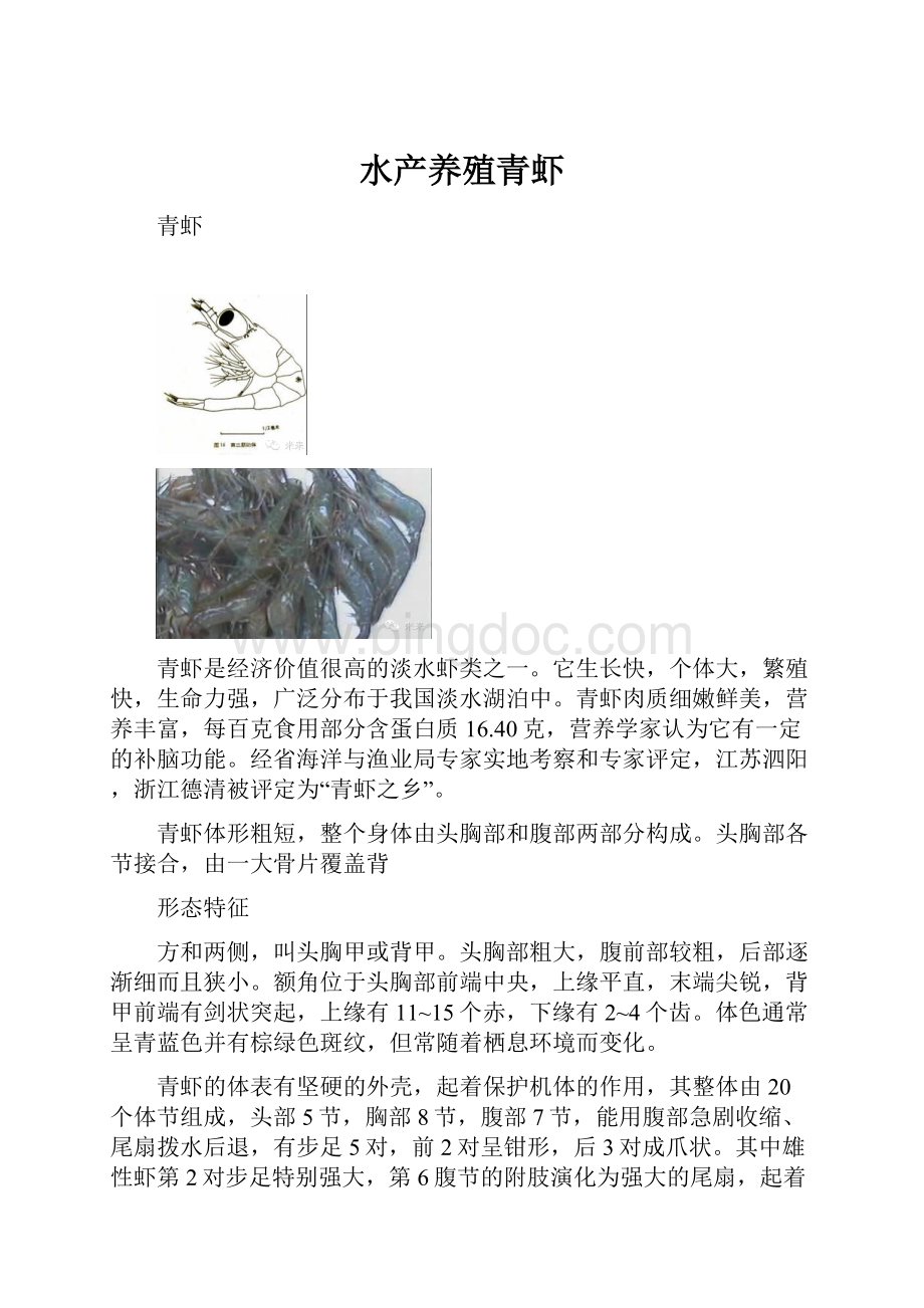 水产养殖青虾.docx_第1页