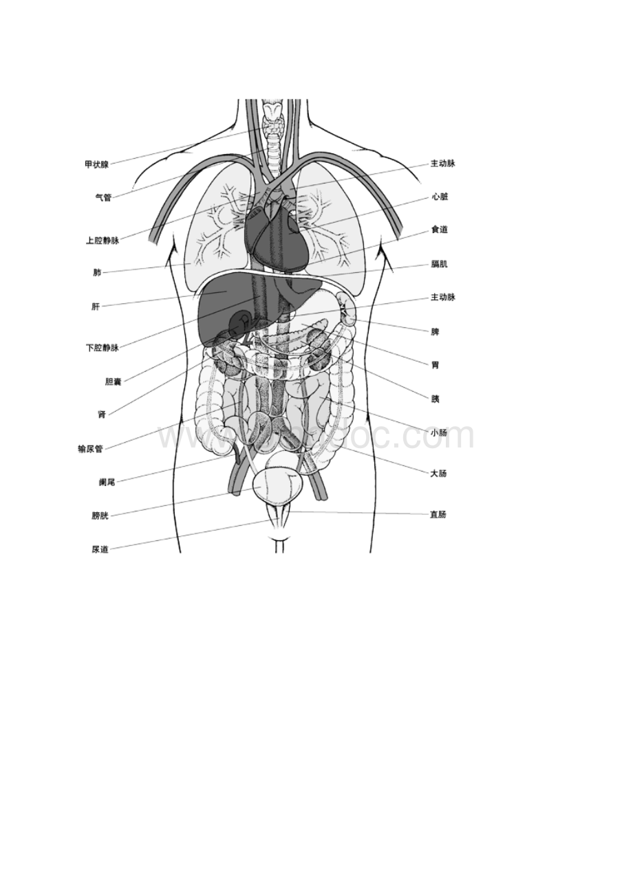 人体结构示意图.docx_第2页