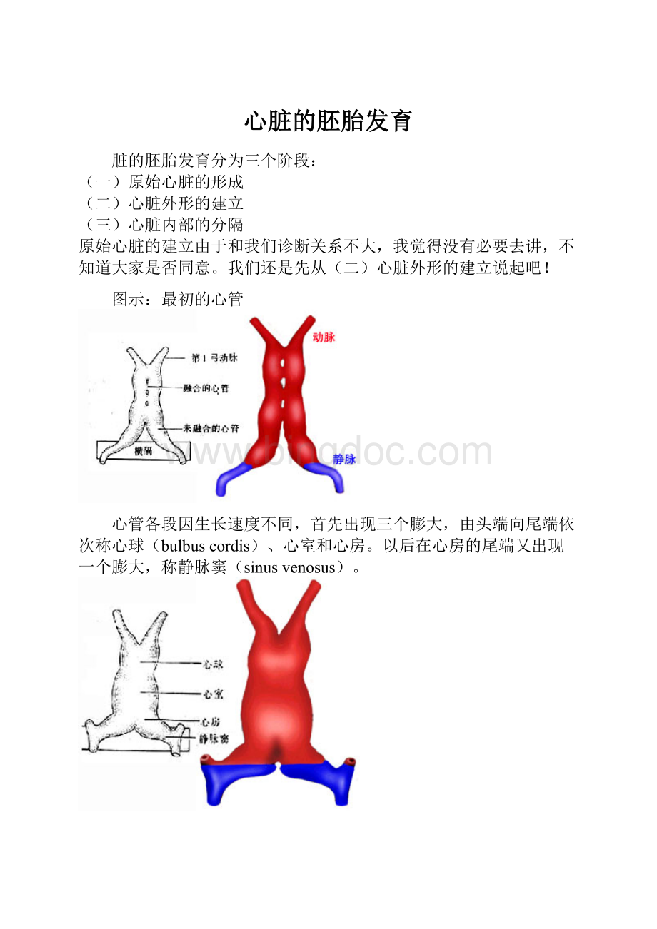 心脏的胚胎发育.docx_第1页