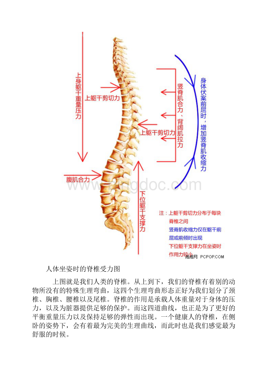 正确坐姿腰椎保.docx_第3页