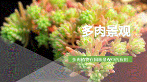 多肉植物在园林景观中的应用.ppt